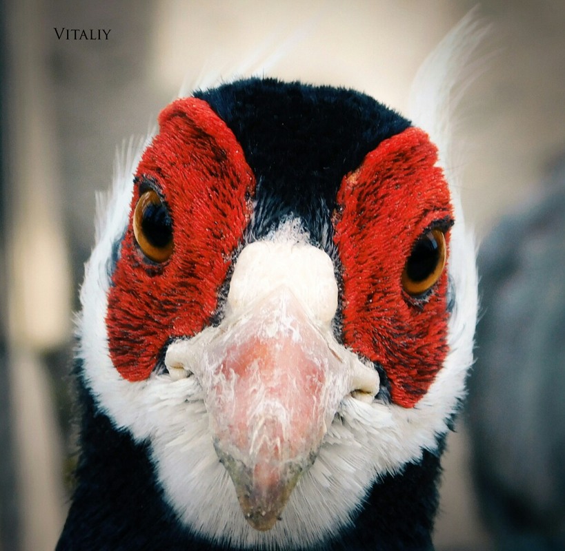 Фотографія interesting face and moment of the photo... / Vitaliy Wildlife Photographer / photographers.ua