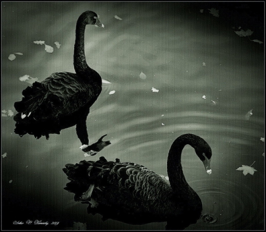 Фотографія Swan fidelity... / Arthur Kaminskiy / photographers.ua
