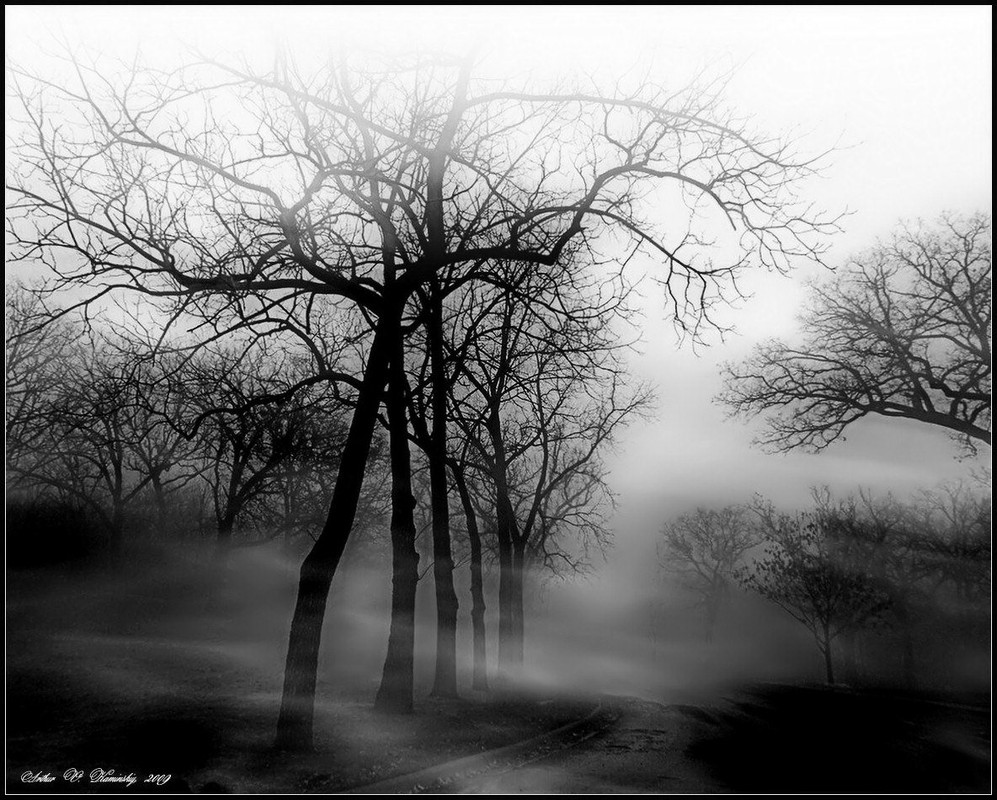 Фотографія Dense fog / Arthur Kaminskiy / photographers.ua