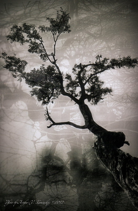 Фотографія Graphic tree / Arthur Kaminskiy / photographers.ua