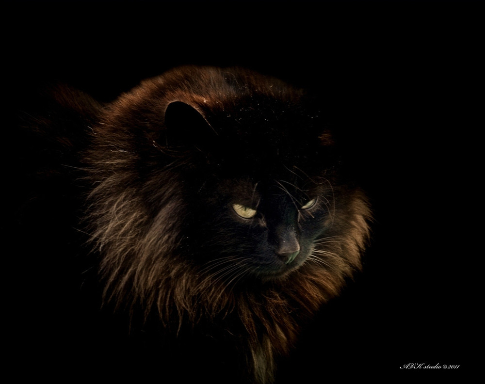 Фотографія Черный кот / Arthur Kaminskiy / photographers.ua