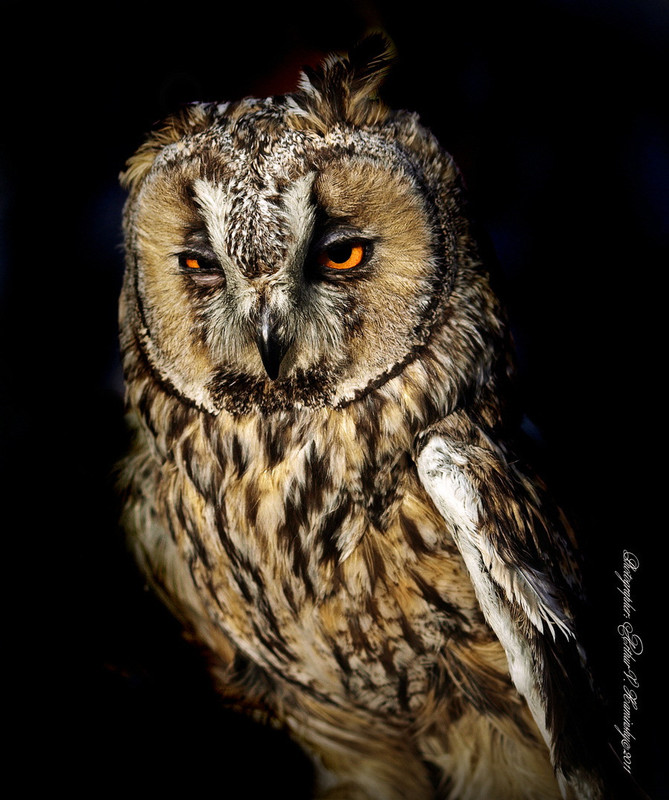 Фотографія owl / Arthur Kaminskiy / photographers.ua