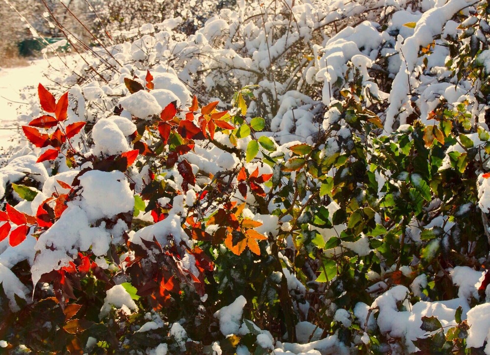 Фотографія Випав сніг на зелене листя... / Микола Коробський / photographers.ua