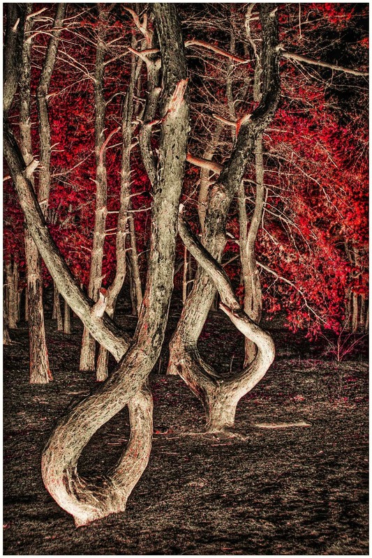 Фотографія Червоний ліс ховає казку… / Микола Коробський / photographers.ua