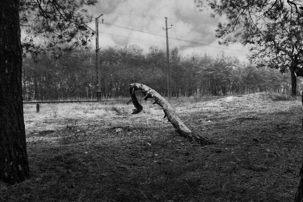 Фотографія Скалічені дерева... / Микола Коробський / photographers.ua