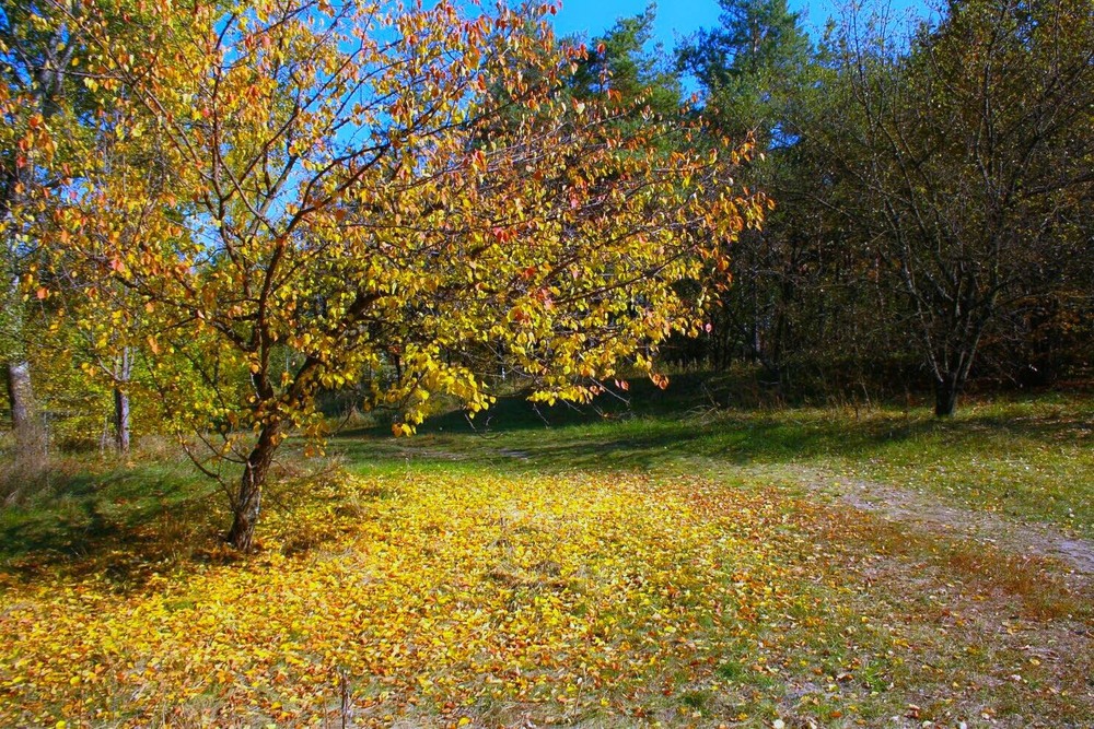Фотографія Золотіє осінь, осінь золотіє / Микола Коробський / photographers.ua