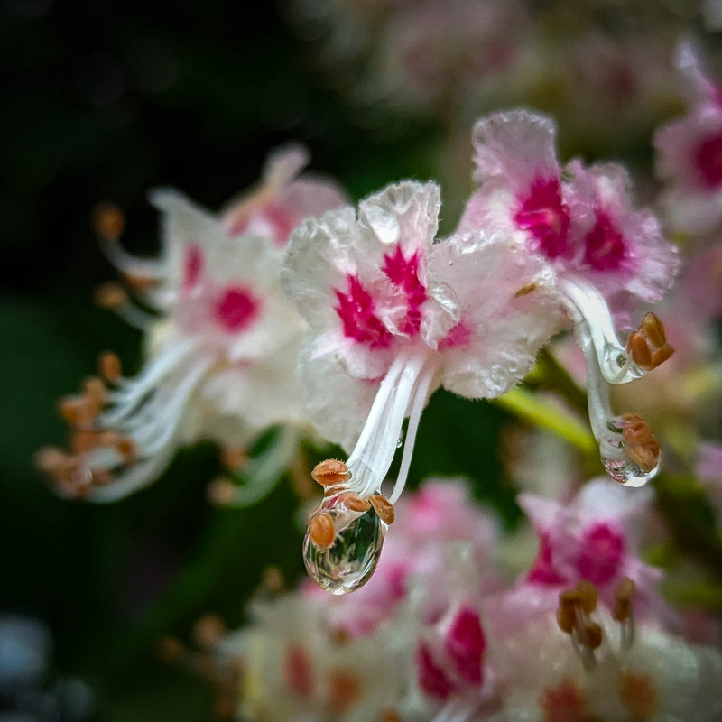 Фотографія Каштан / Roman Grigoriev / photographers.ua