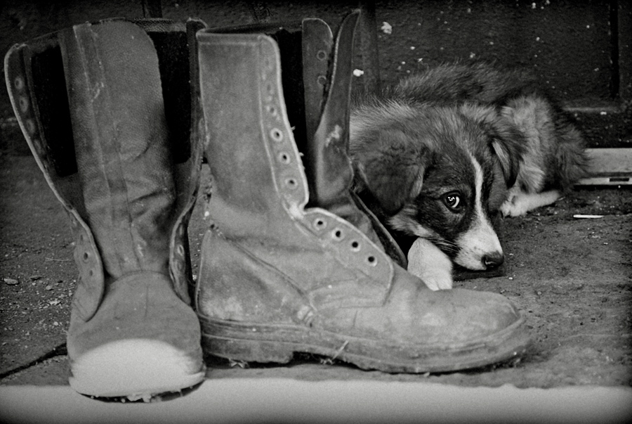 Фотографія Жизнь Собачья трудна. / Serghei Mumji / photographers.ua