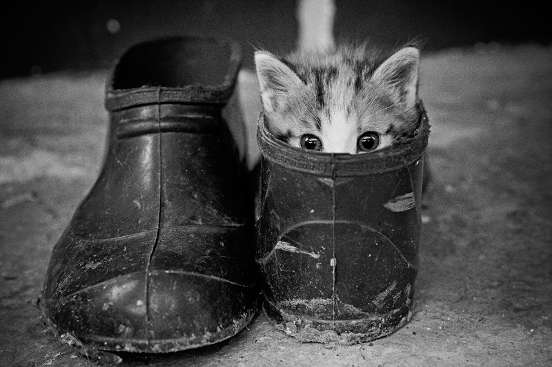 Фотографія Кошки-Мышки / Serghei Mumji / photographers.ua