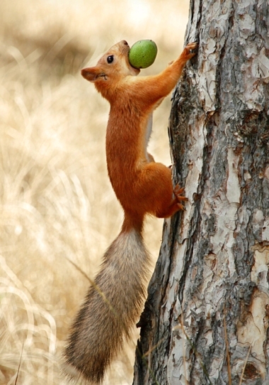 Фотографія Nuts / IN / photographers.ua