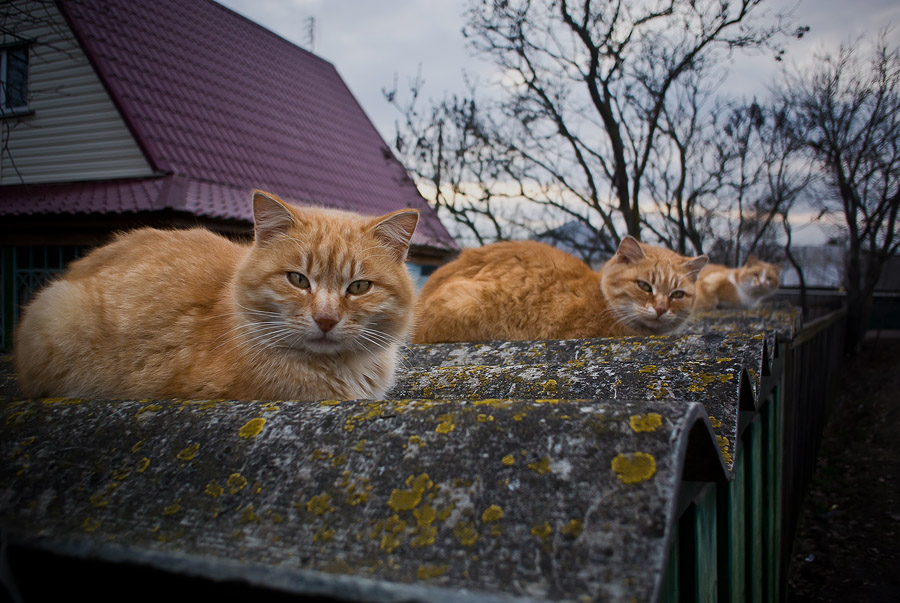 Фотографія рыжий трикотаж / Андрей Рудаков / photographers.ua