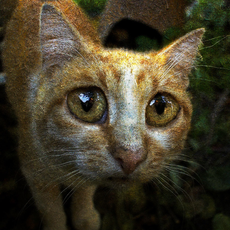 Фотографія Рыжий кот, жрать просящий / Андрей Рудаков / photographers.ua