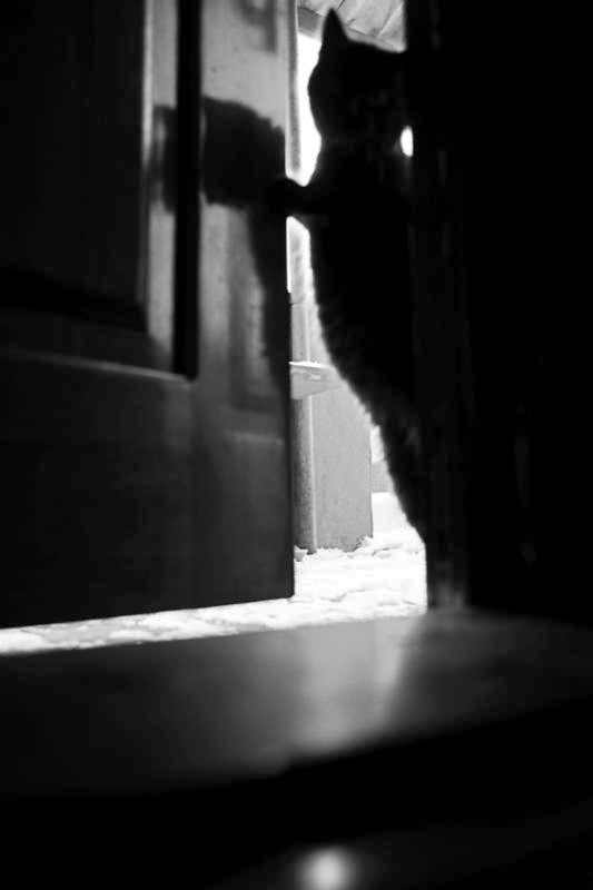Фотографія Войти можно..? ( Из серии "Нашествие котов". Снимок 1 ) / Сергей Кныш / photographers.ua