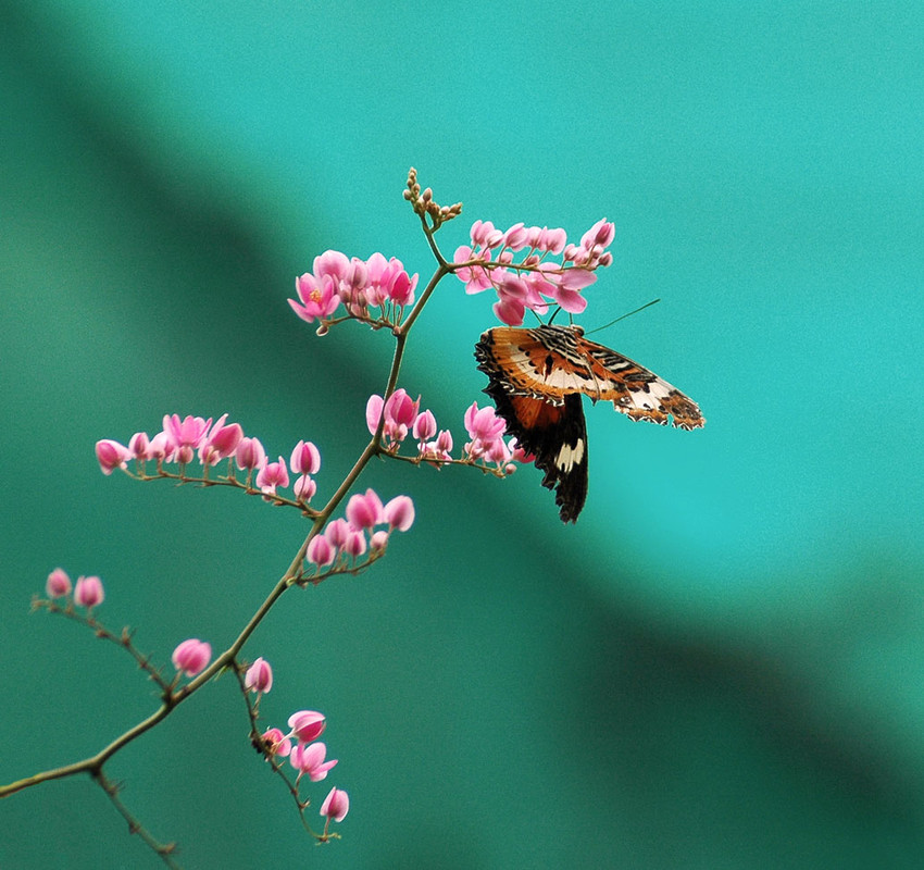Фотографія Макро / Olga Карачевская / photographers.ua
