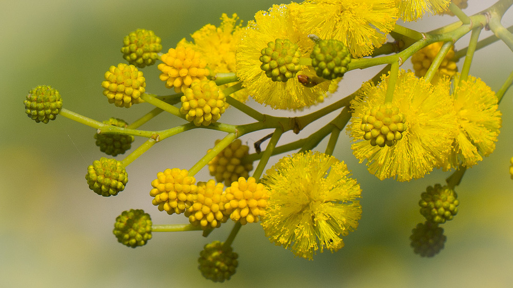 Фотографія Весна в желто-зеленных тонах / Alex Nik / photographers.ua