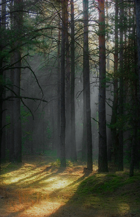 Фотографія лесной мир - особый мир / Олег Павлов / photographers.ua