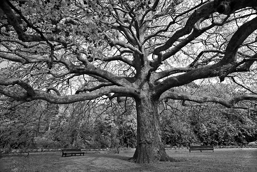 Фотографія Платан, 2010 / Аркадий / photographers.ua