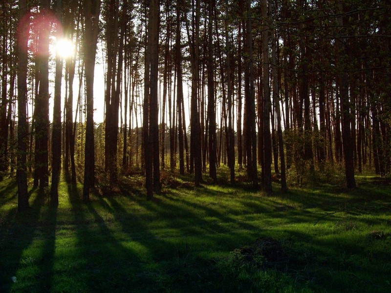 Фотографія Как то в лесу... / Владимир Маковский / photographers.ua