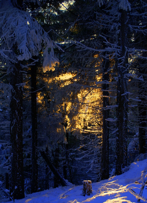 Фотографія Таинственный лес / Юрій Заїка / photographers.ua