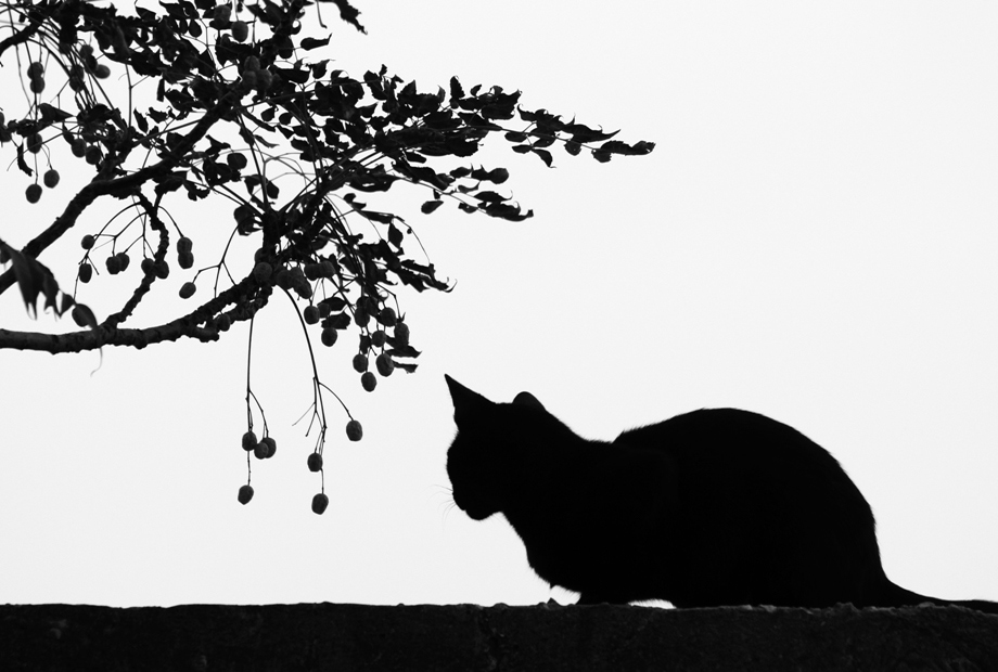 Фотографія Одинокая жизнь чёрного кота / Daniel Danilov / photographers.ua