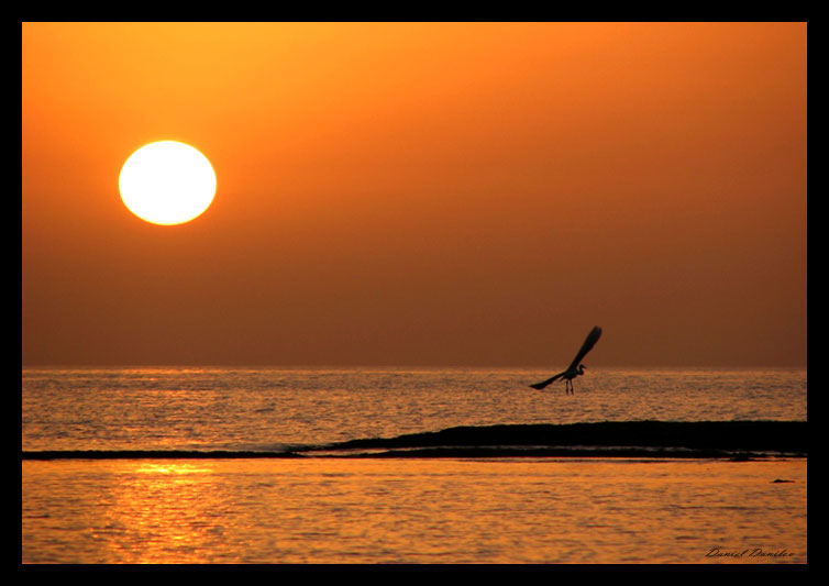Фотографія Sun and a bird / Daniel Danilov / photographers.ua