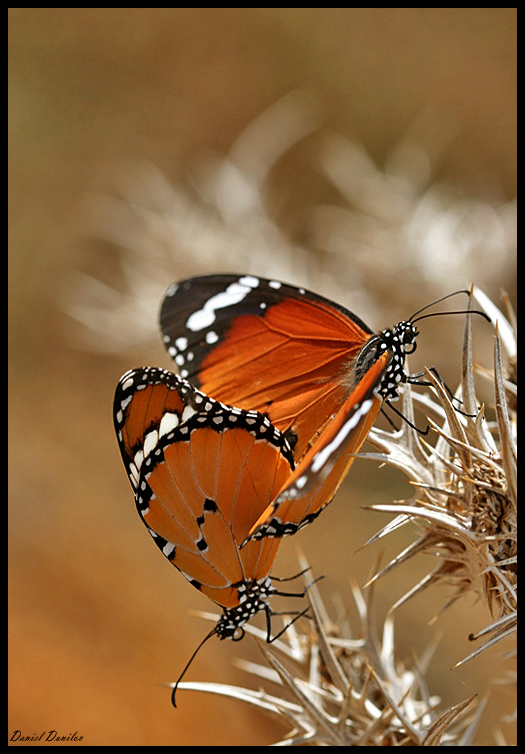 Фотографія Love dance / Daniel Danilov / photographers.ua