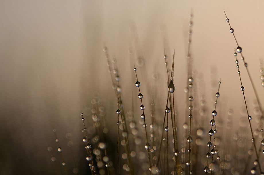 Фотографія Morning shining dew on the wheat / Daniel Danilov / photographers.ua