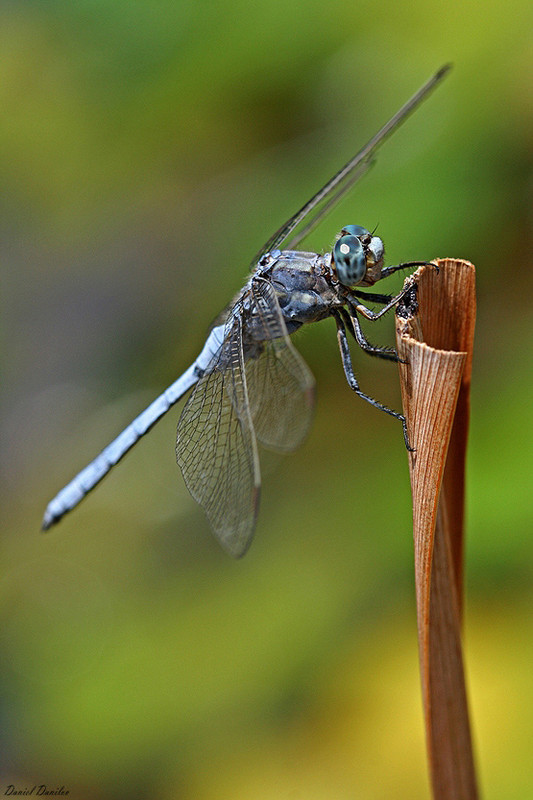 Фотографія Blue dragonfly / Daniel Danilov / photographers.ua