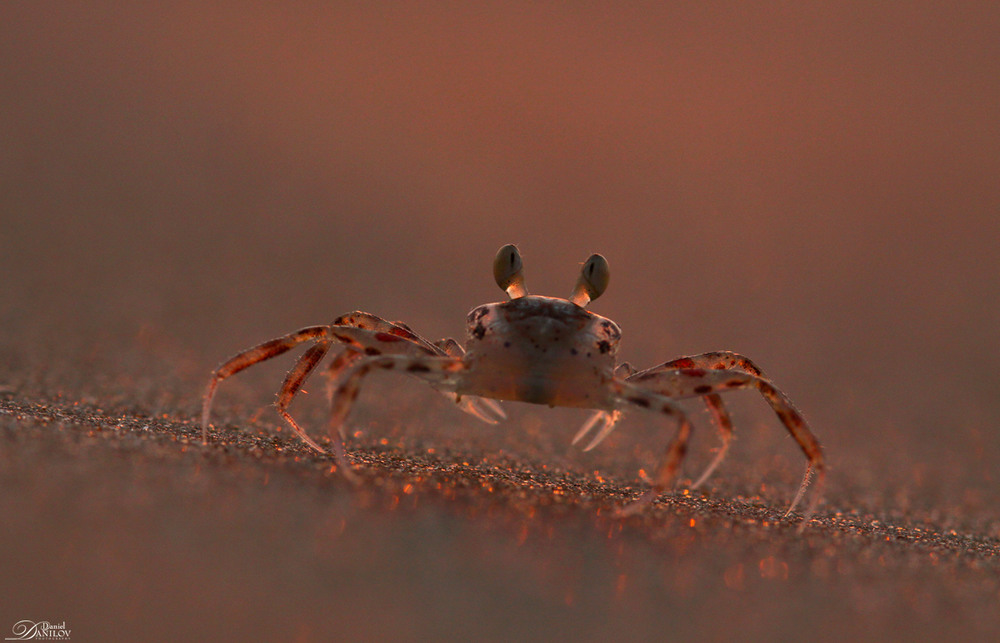 Фотографія Red sunset sand crab / Daniel Danilov / photographers.ua