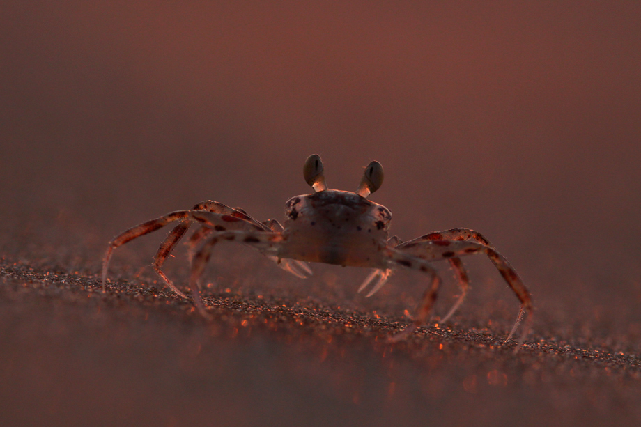 Фотографія Песочный краб на красном рассвете / Daniel Danilov / photographers.ua