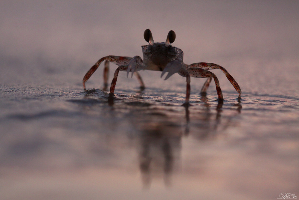 Фотографія Dark crab / Daniel Danilov / photographers.ua