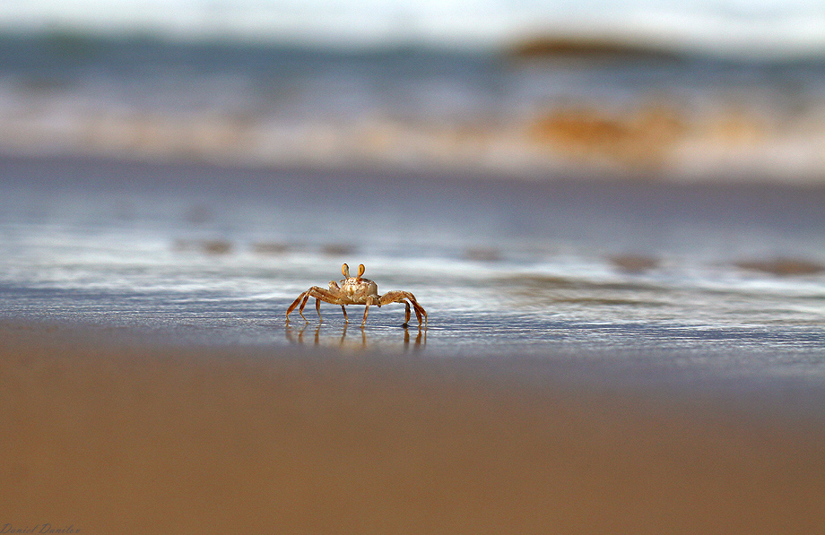 Фотографія Dear sand crab / Daniel Danilov / photographers.ua