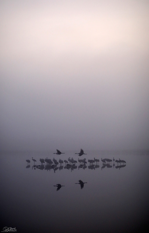 Фотографія Cranes minimalism / Daniel Danilov / photographers.ua