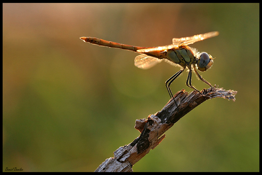 Фотографія Sunshine dragonfly / Daniel Danilov / photographers.ua