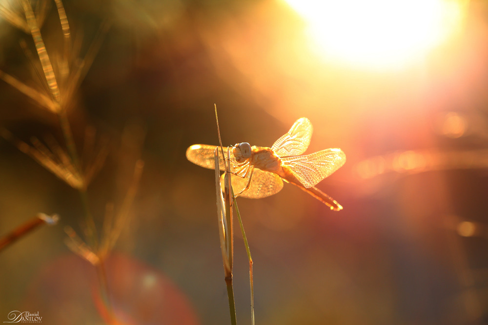 Фотографія Golden / Daniel Danilov / photographers.ua