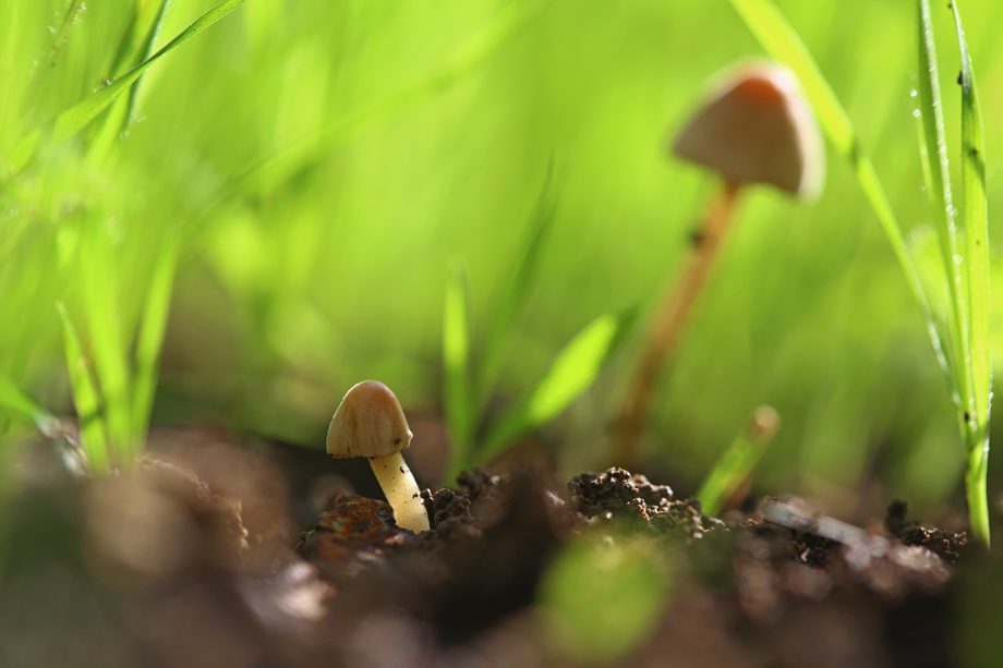 Фотографія Baby mushroom / Daniel Danilov / photographers.ua