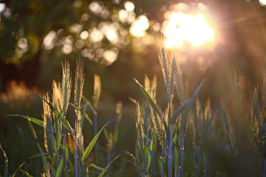 Фотографія Умолкающий  свет на пшеничном поле / Daniel Danilov / photographers.ua