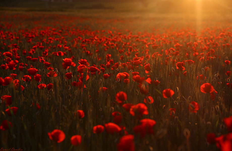 Фотографія "Red field sunset" / Daniel Danilov / photographers.ua