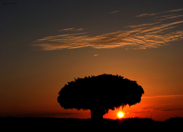 Фотографія Sun, tree, ground and sky / Daniel Danilov / photographers.ua