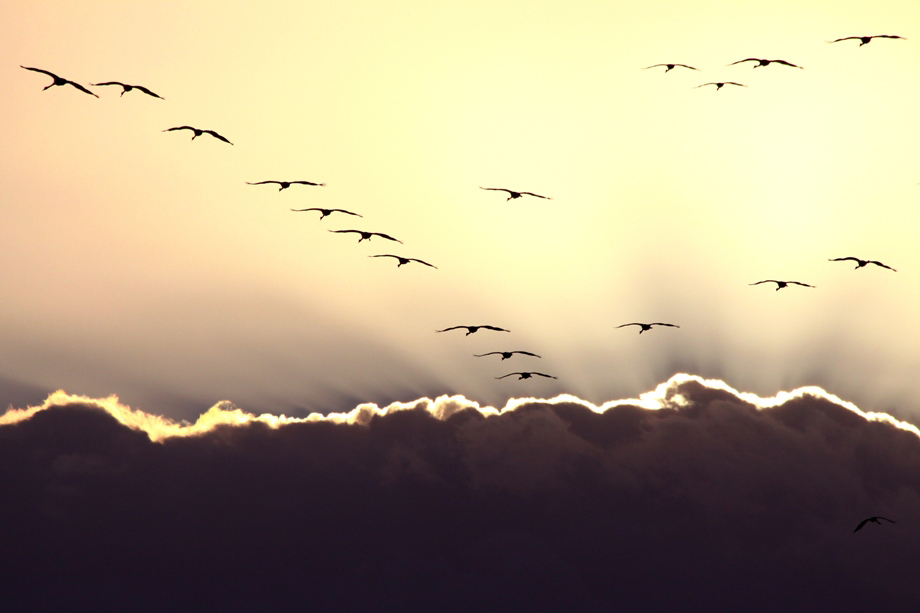 Фотографія Полёт журавлей на фоне золотого света / Daniel Danilov / photographers.ua