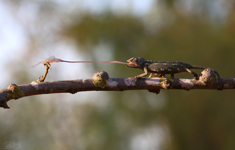 Фотографія Dragonfly hunter / Daniel Danilov / photographers.ua