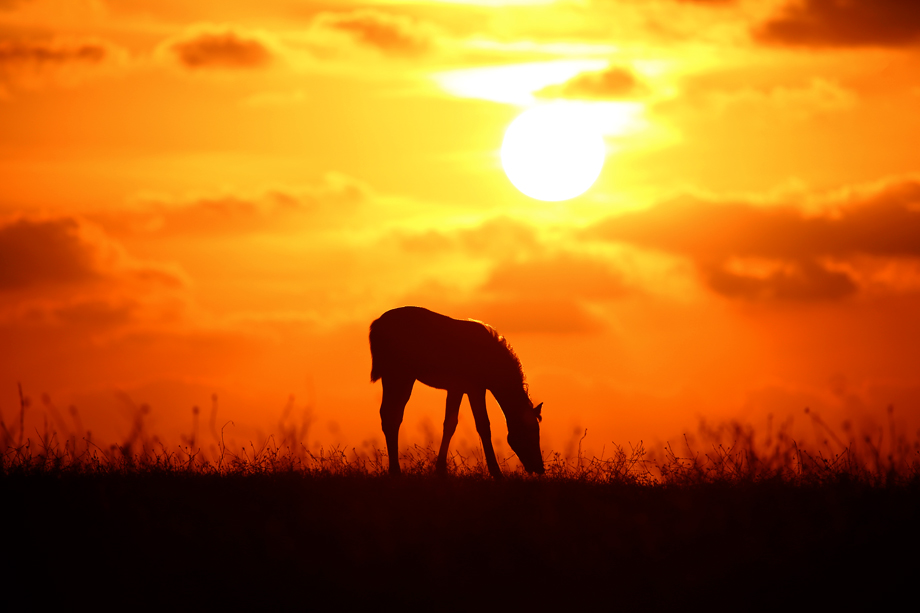 Фотографія Одинокий конь / Daniel Danilov / photographers.ua