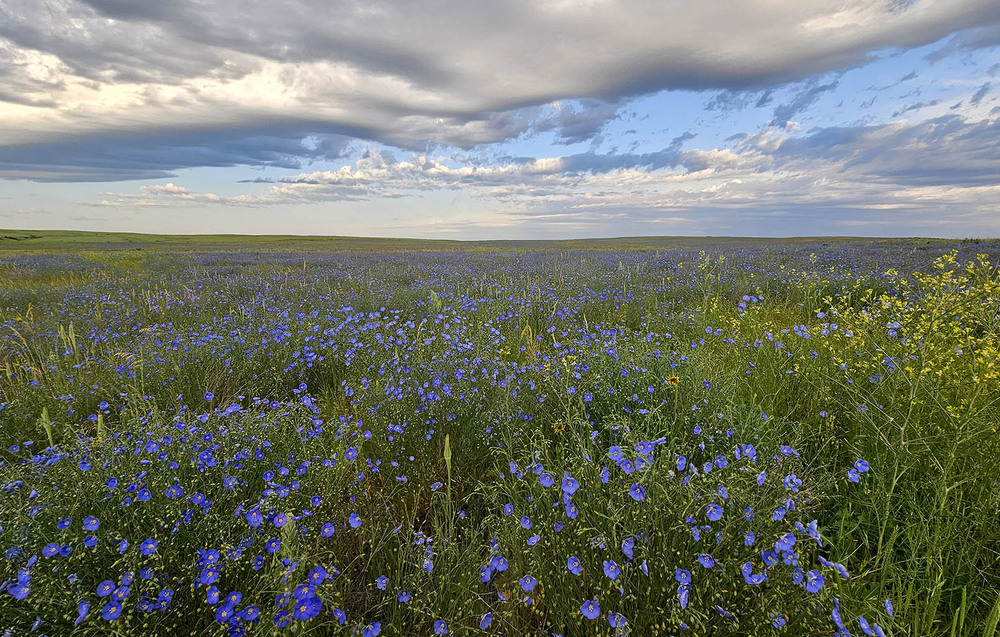 Фотографія Льняное утро / Анатолий Токарь / photographers.ua