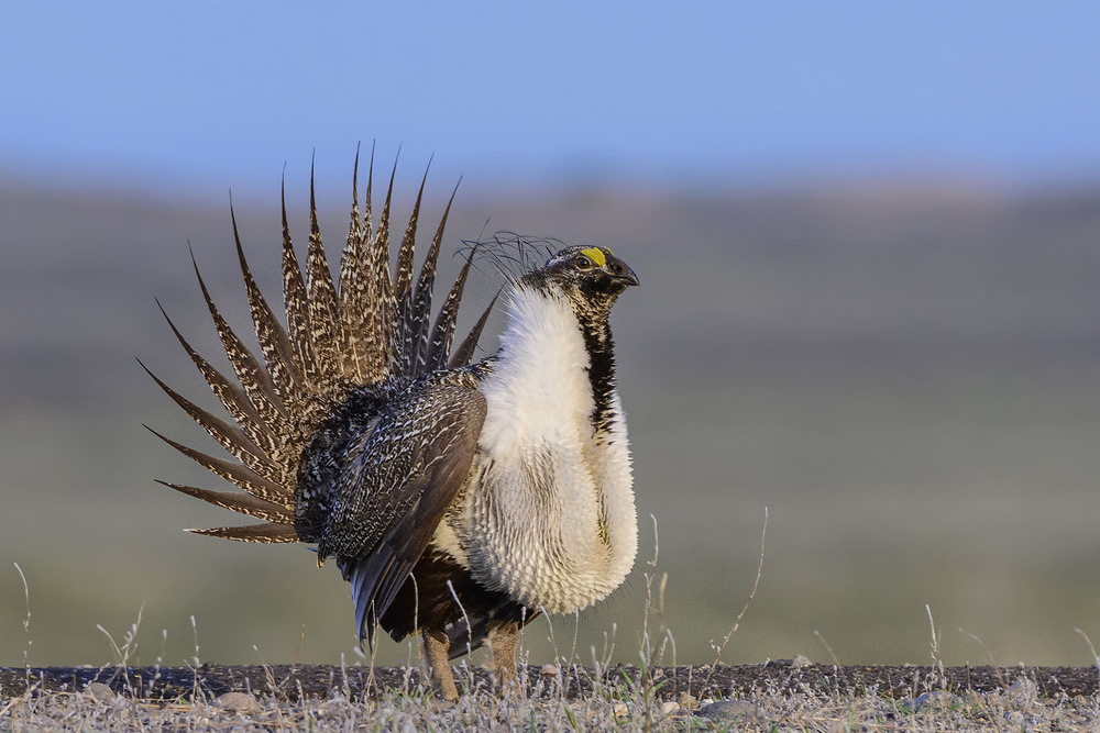 Фотографія Шалфейный тетерев (Centrocercus urophasianus) / Анатолий Токарь / photographers.ua