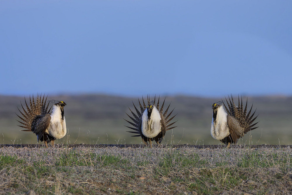 Фотографія Три богатыря / Анатолий Токарь / photographers.ua