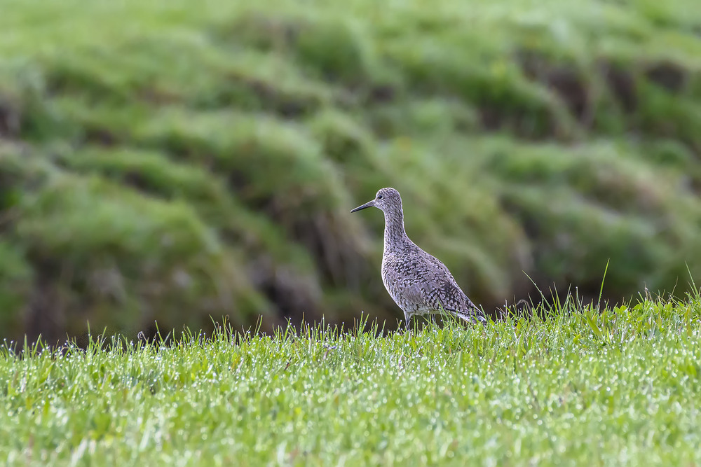 Фотографія Перепончатопалый улит (Tringa semipalmatus) / Анатолий Токарь / photographers.ua