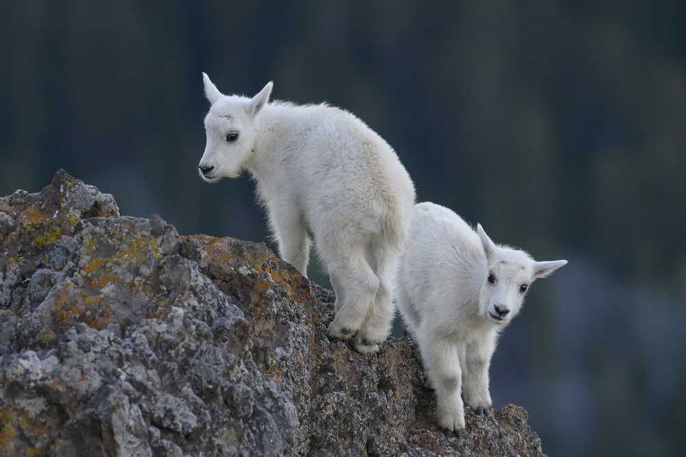 Фотографія Из жизни снежных коз (Oreamnos americanus) #1 / Анатолий Токарь / photographers.ua