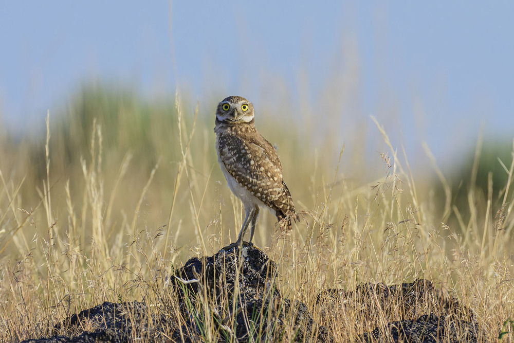 Фотографія Балерина / Анатолий Токарь / photographers.ua