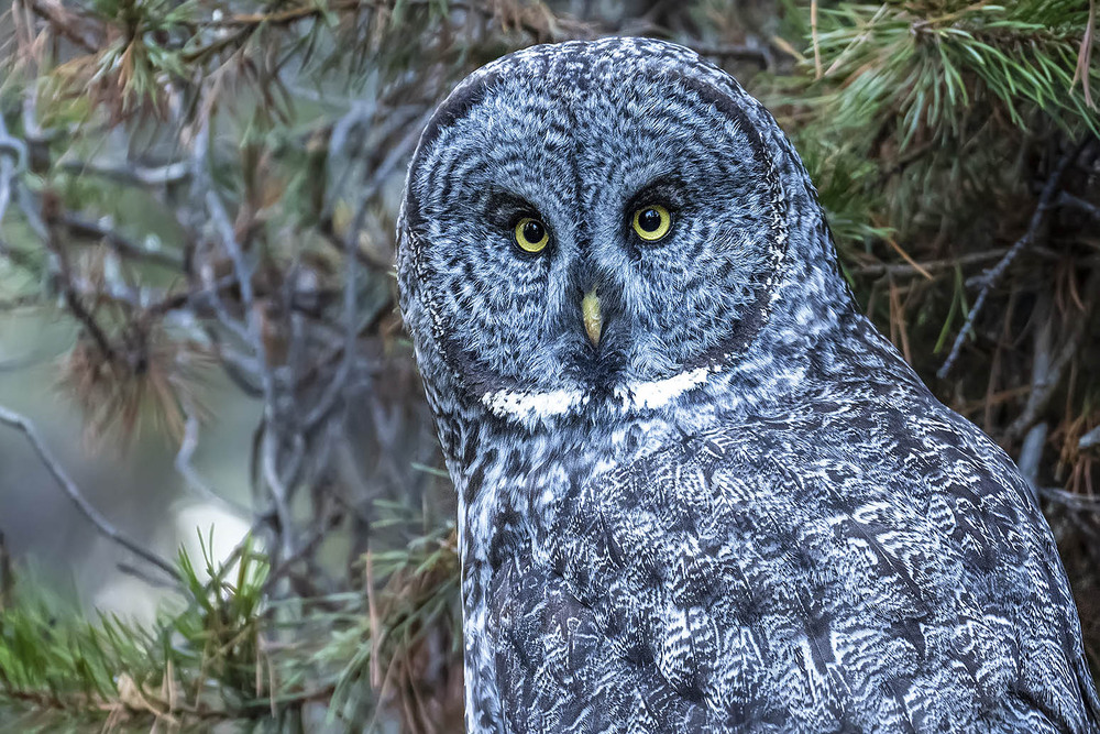 Фотографія Животные / Анатолий Токарь / photographers.ua