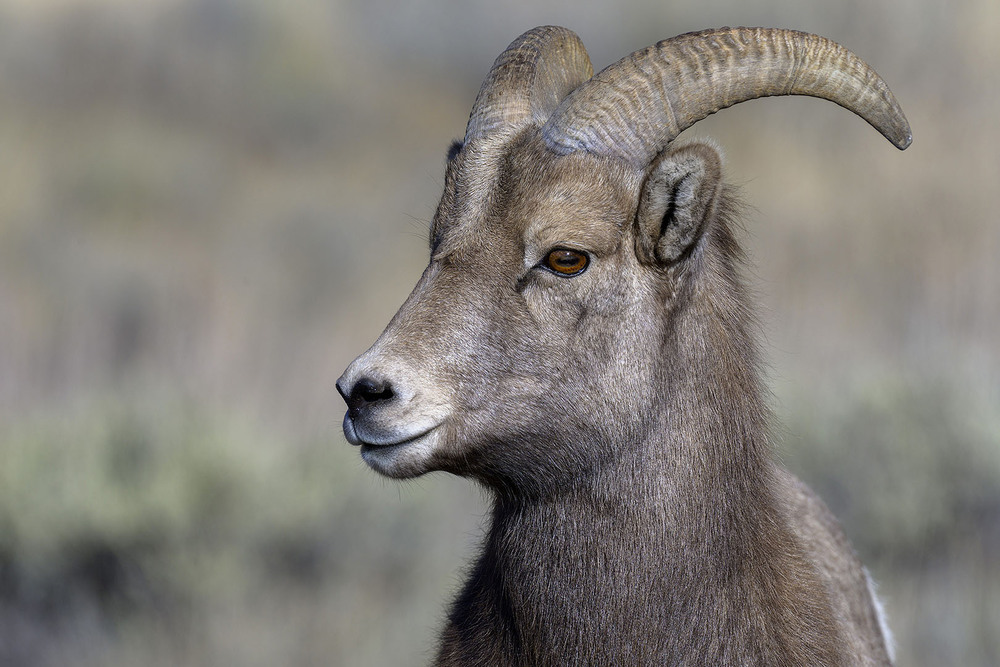Фотографія толсторогий баран (Ovis canadensis) / Анатолий Токарь / photographers.ua